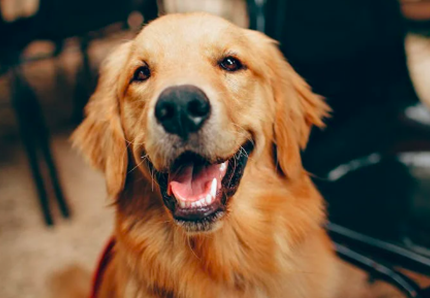 Massaggio al cane, il video fa boom